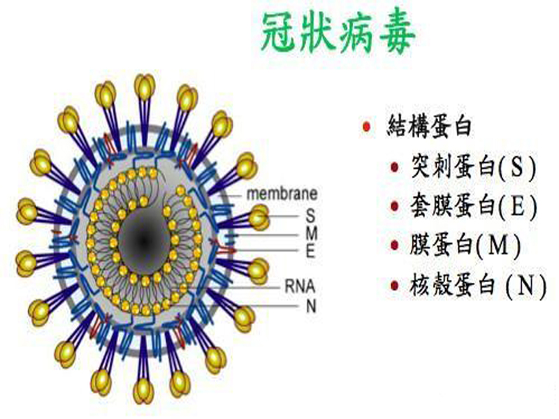 3.冠状病毒.jpg